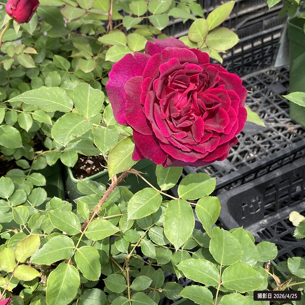 バラ ムンステッドウッド 5