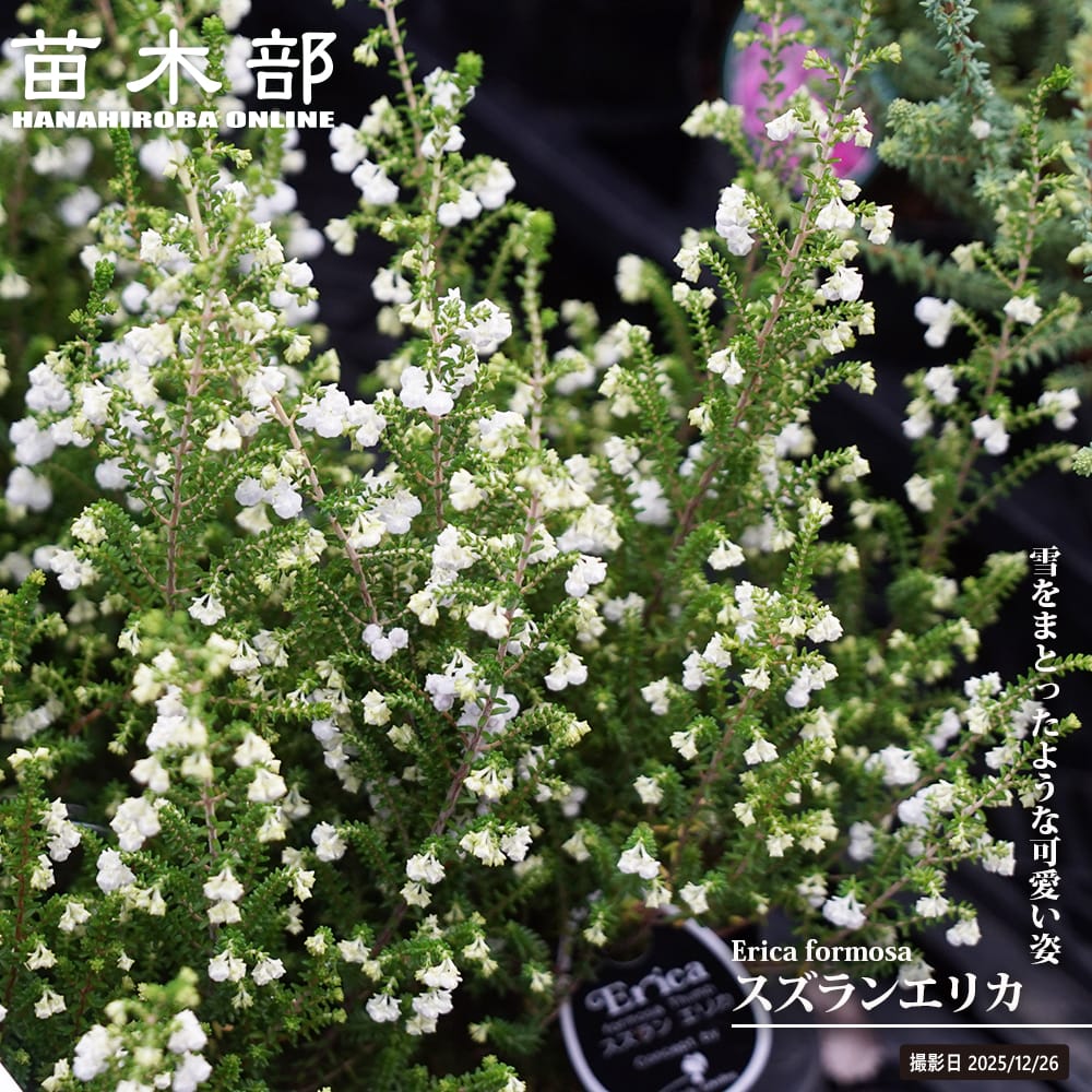 エリカ スズランエリカ 