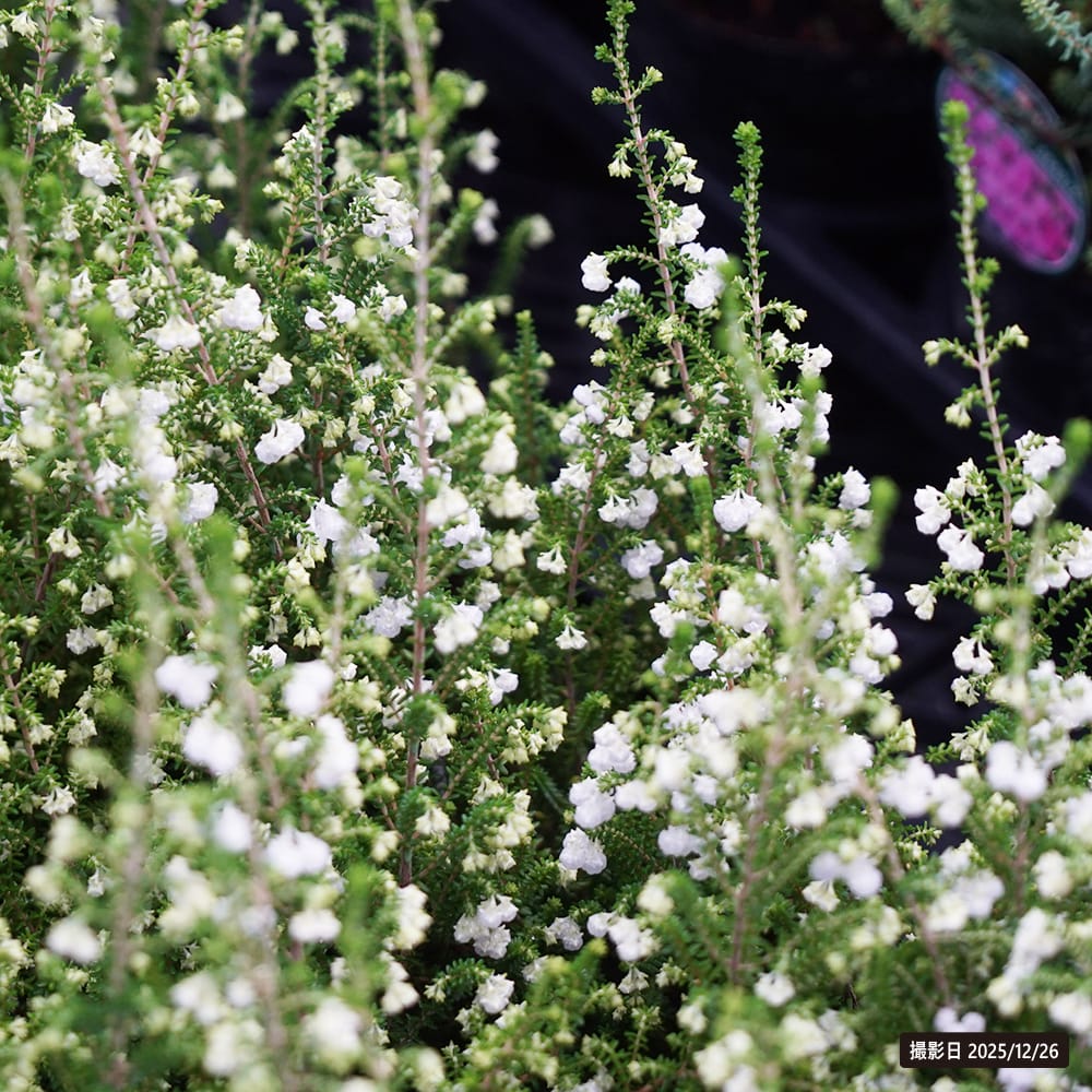 エリカ スズランエリカ 1