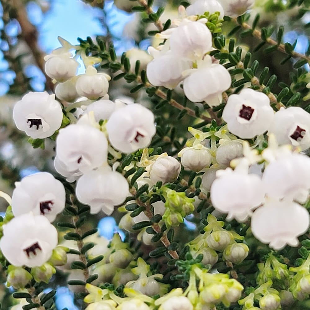 エリカ スズランエリカ 2