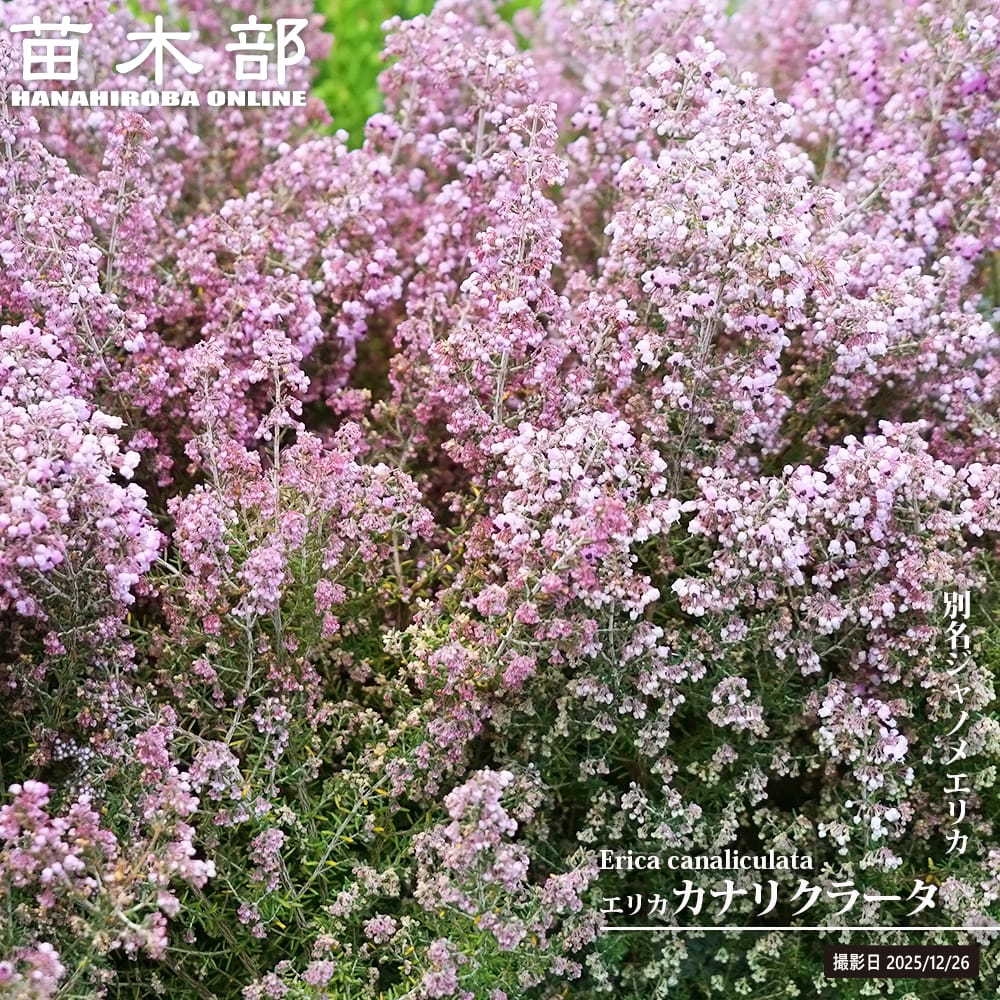 エリカ カナリクラータ 