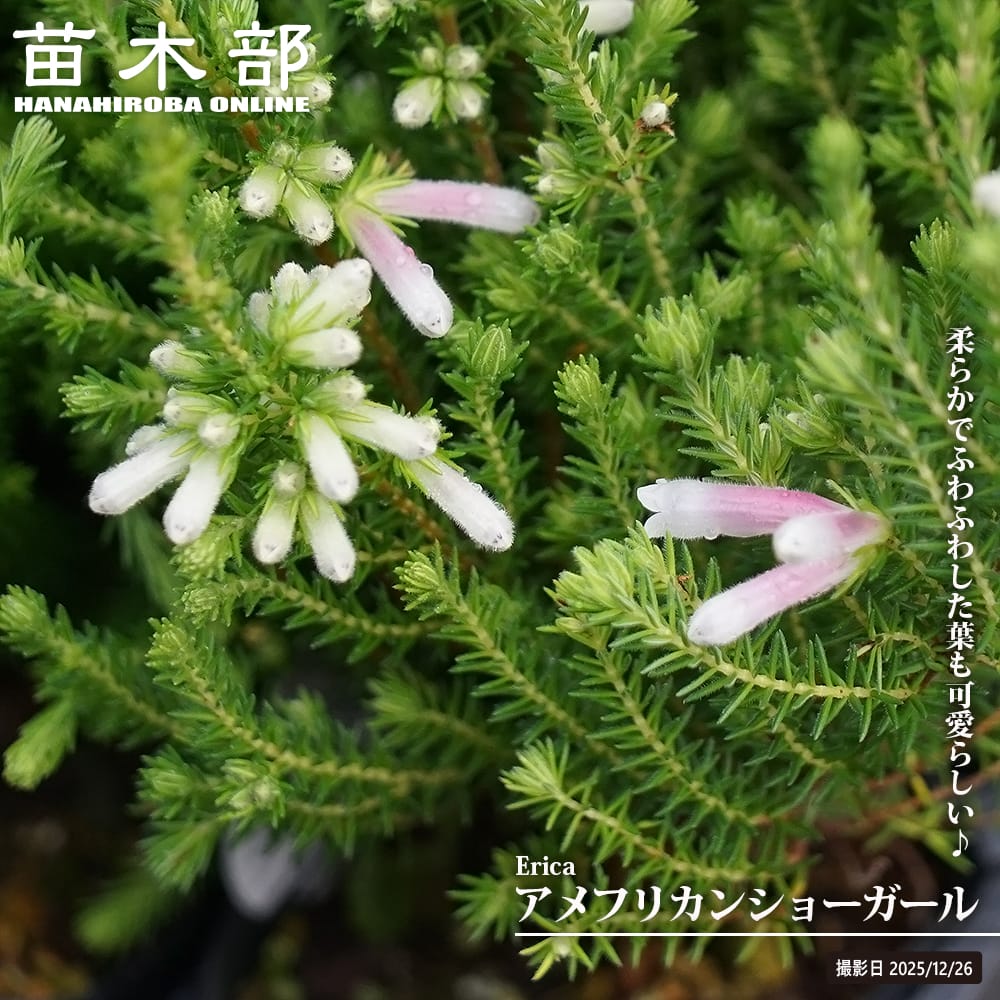 エリカ アメフリカンショーガール 