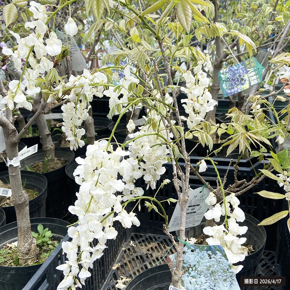 花藤 ジャコウ藤 2