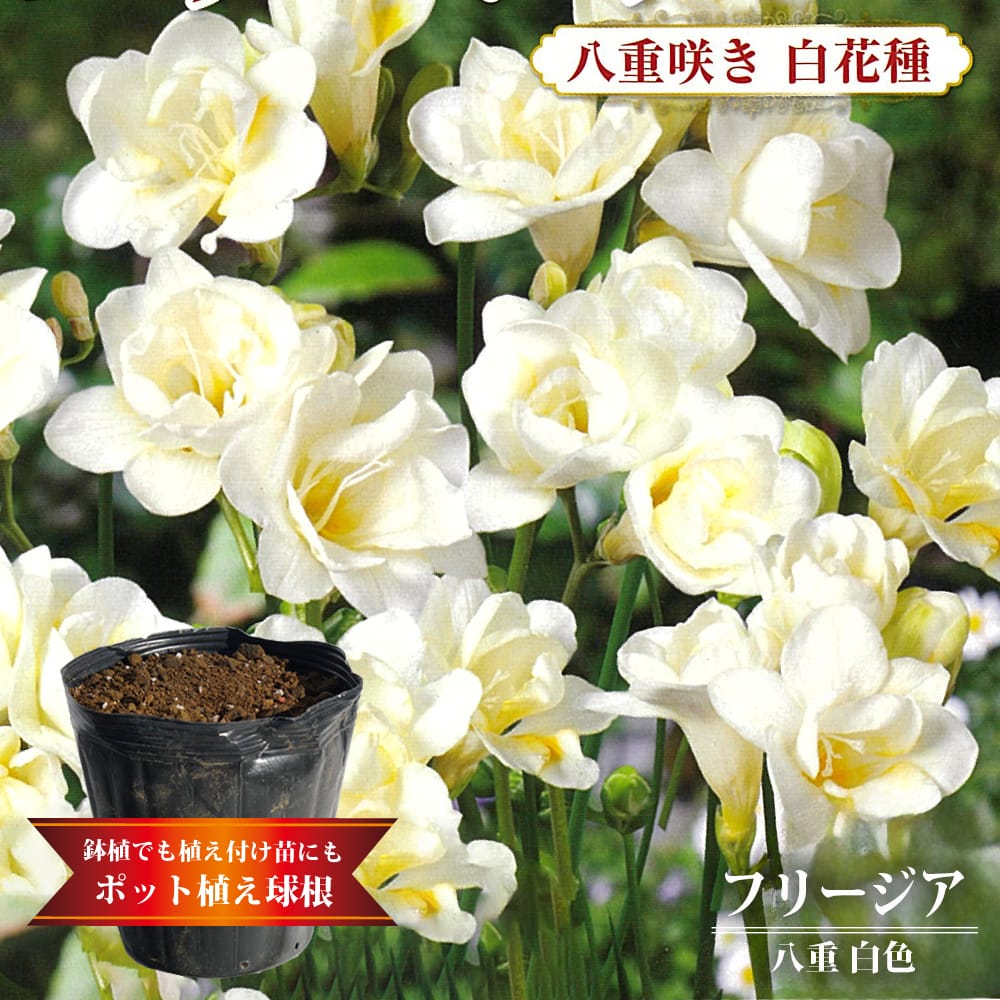 フリージア 八重 白色 