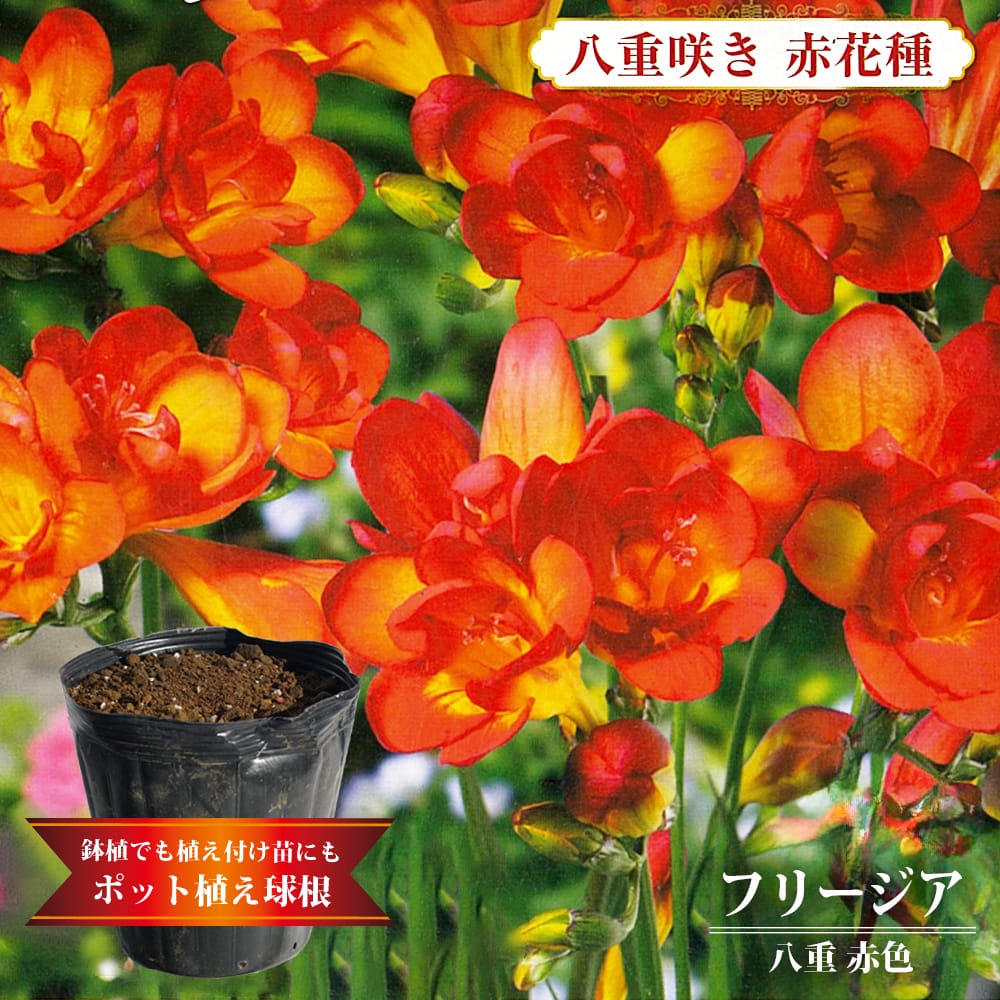 フリージア 八重 赤色 