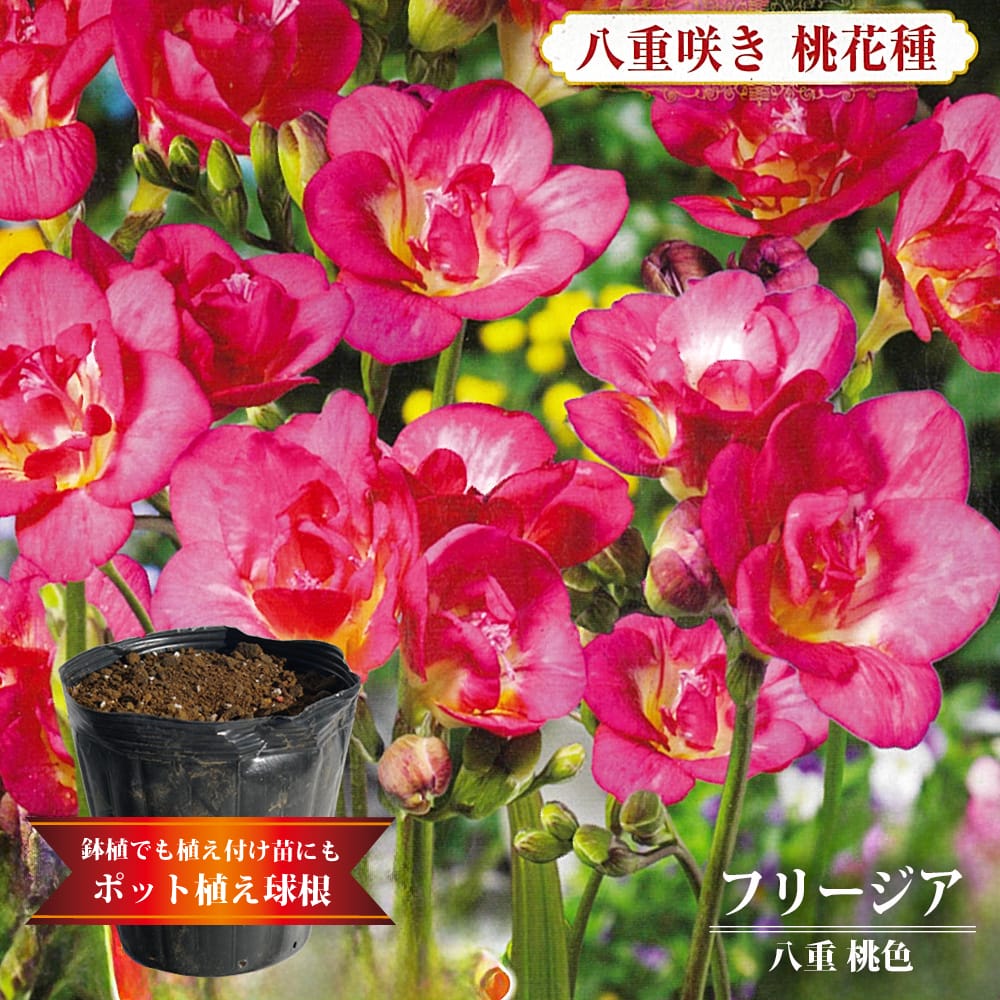 フリージア 八重 桃色 
