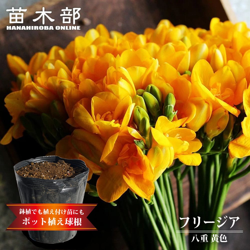 フリージア 八重 黄色 