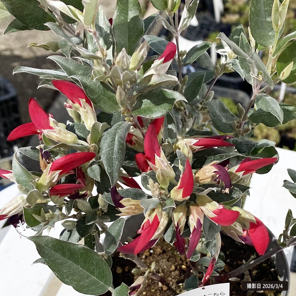 ガストロロビウム レッドスター 1