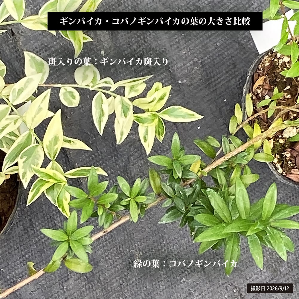 ギンバイカ コバノギンバイカ 3