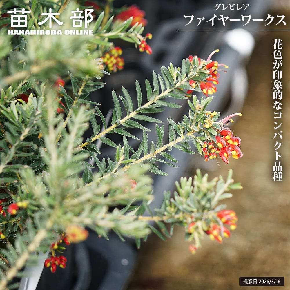 グレビレア ファイヤーワークス 