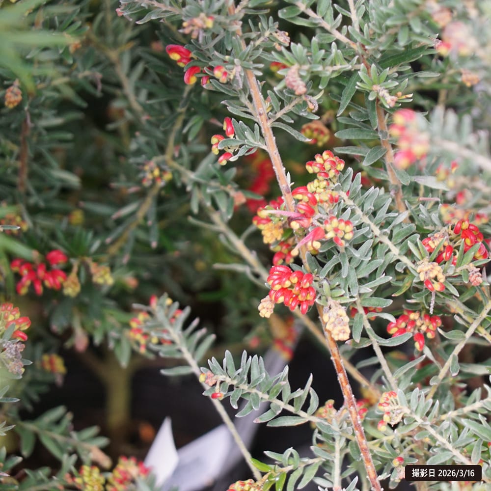 グレビレア ファイヤーワークス 1