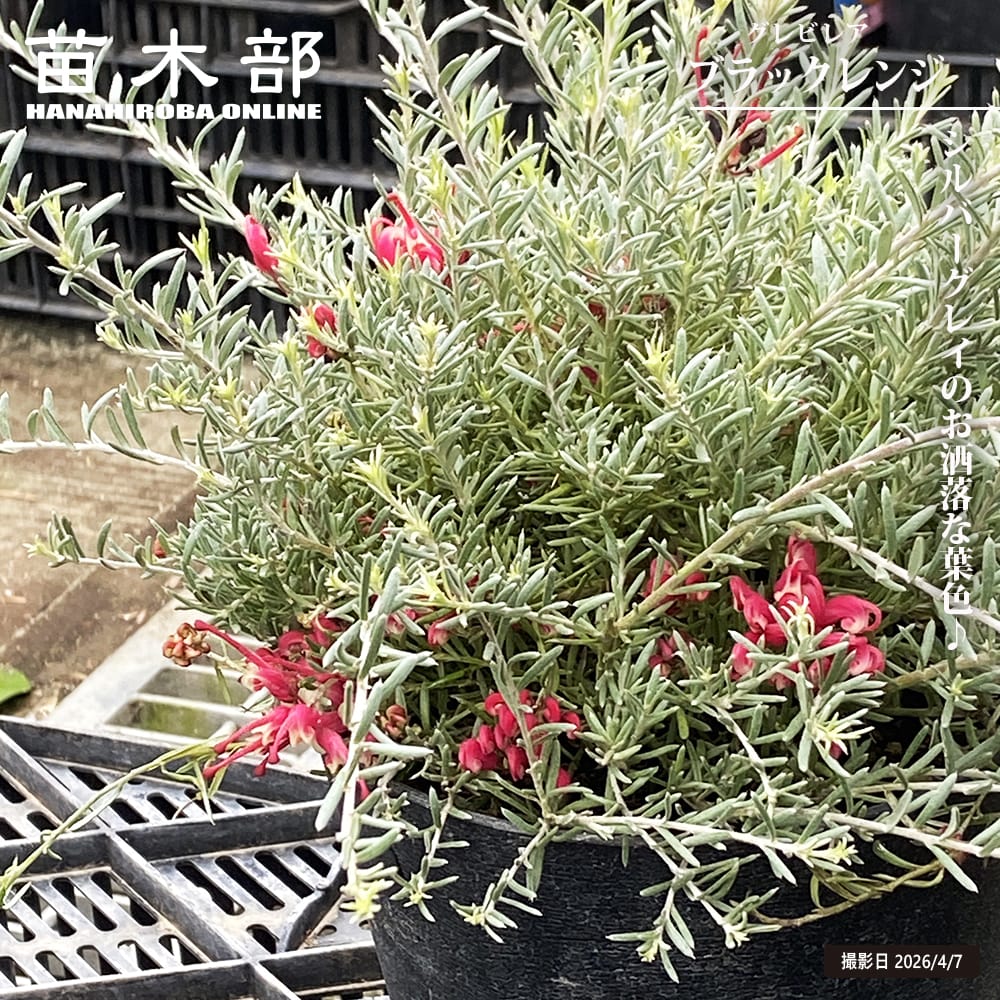 グレビレア ブラックレンジ 