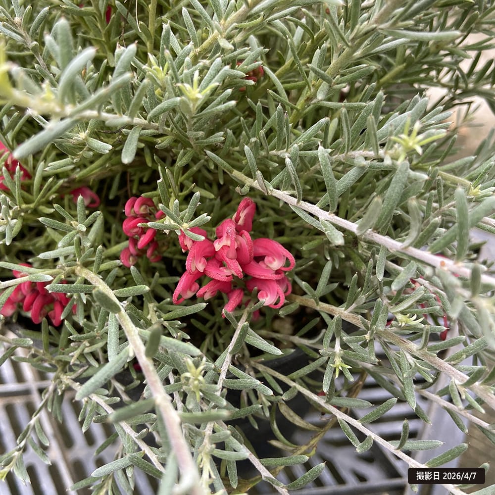 グレビレア ブラックレンジ 1