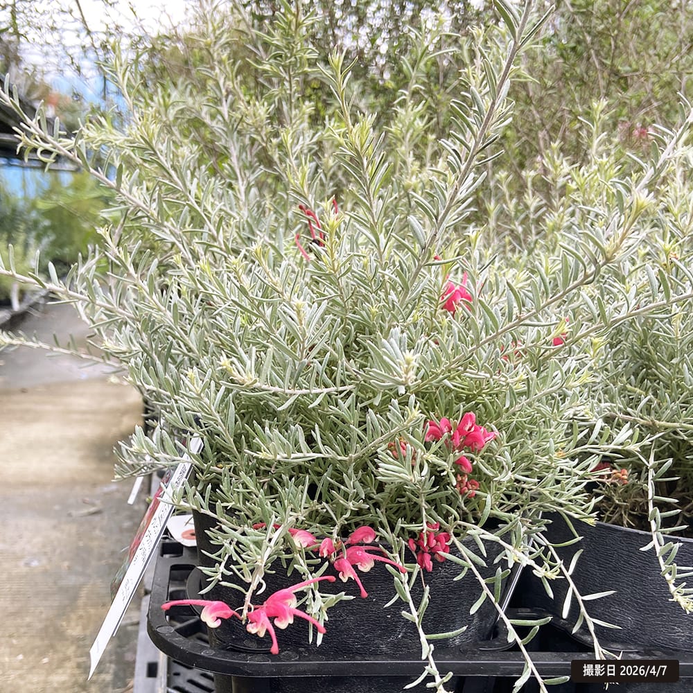 グレビレア ブラックレンジ 2