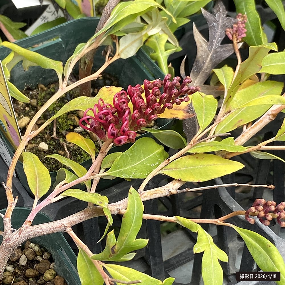 大苗　グレビレア　ロイヤルマントル　エアーポット鉢植え　ドライガーデン グレビレア プーリンダロイヤルマントル 苗 販売 苗木部 By 花ひろば