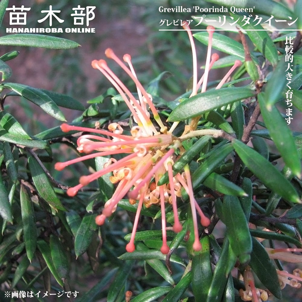 グレビレア プーリンダクイーン 