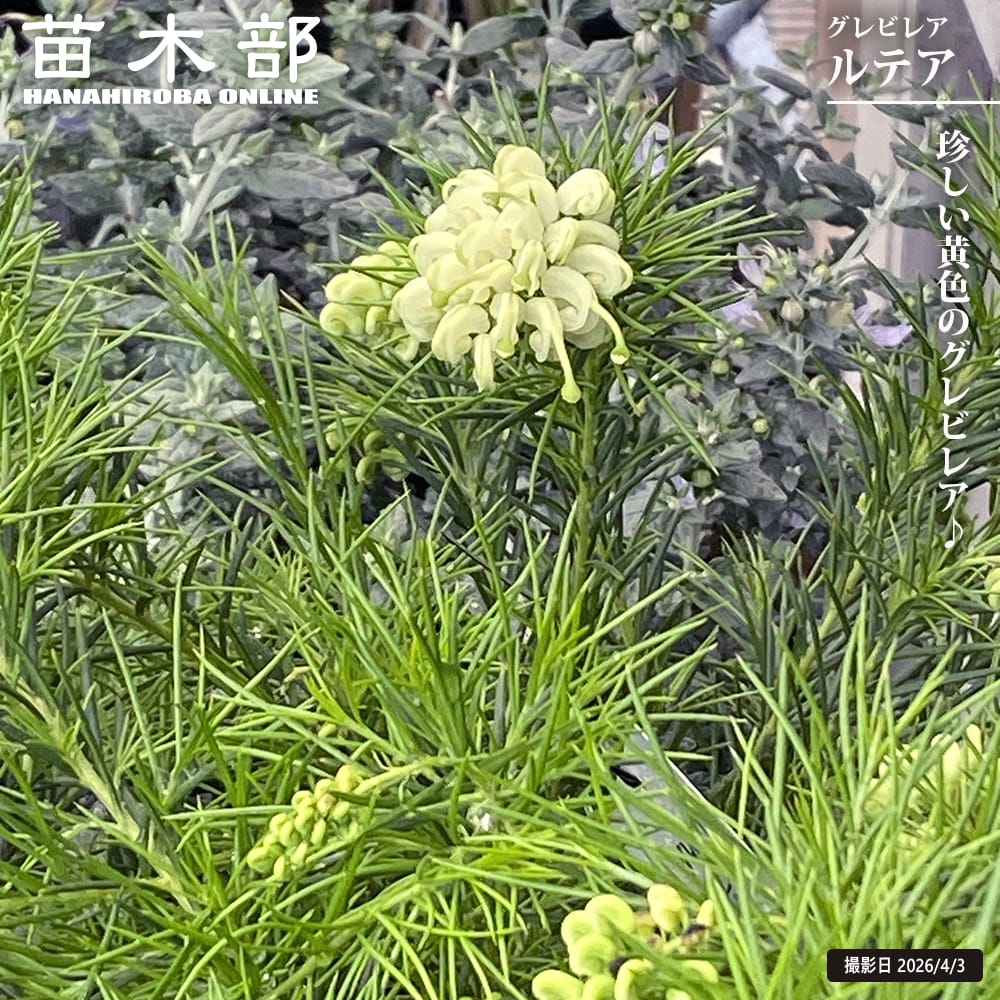 グレビレア ルテア 
