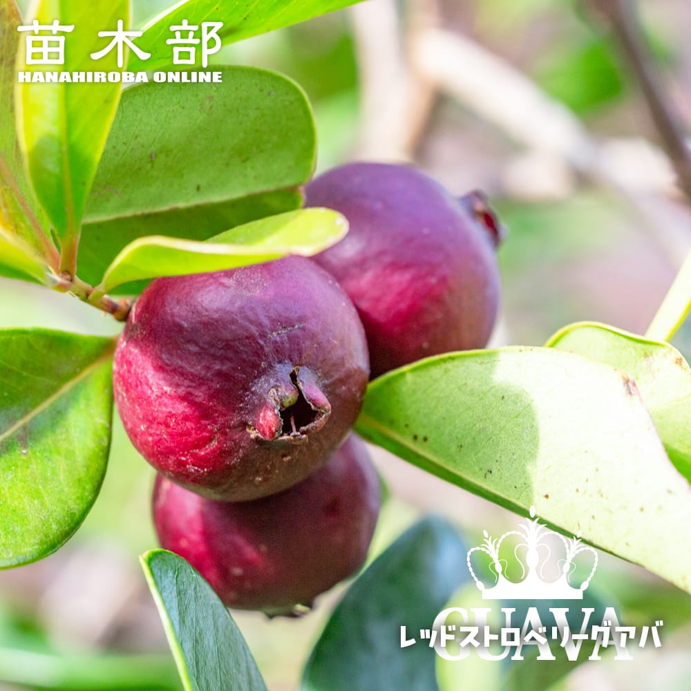 黒真珠レンブ、紅心グァバ レンブ(黒真珠) | こーりゅー(熱帯果樹・その他趣味)
