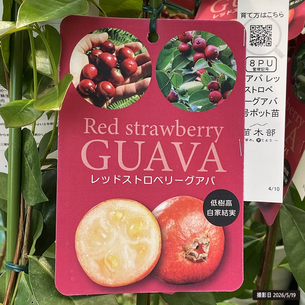 グァバ レッドストロベリーグアバ 苗 販売 苗木部 By 花ひろばオンライン