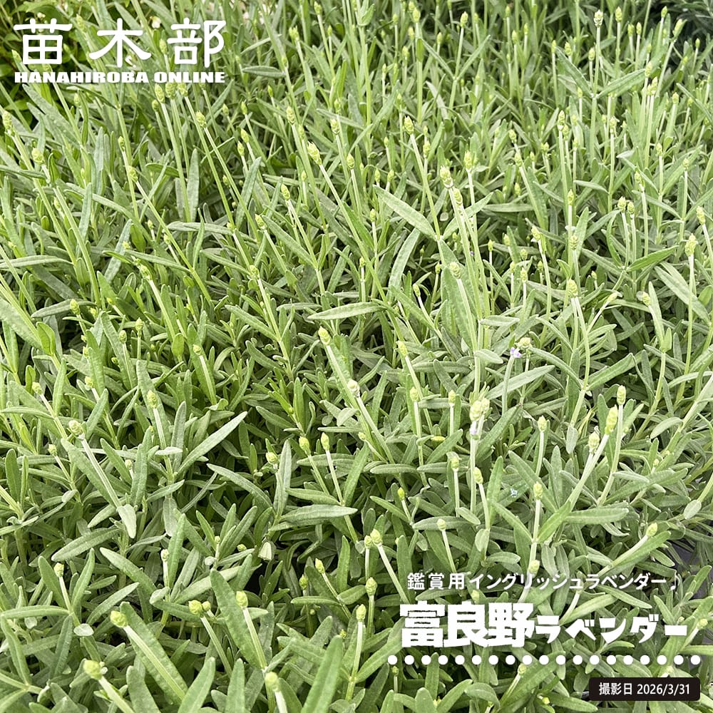ラベンダー  富良野ラベンダー 