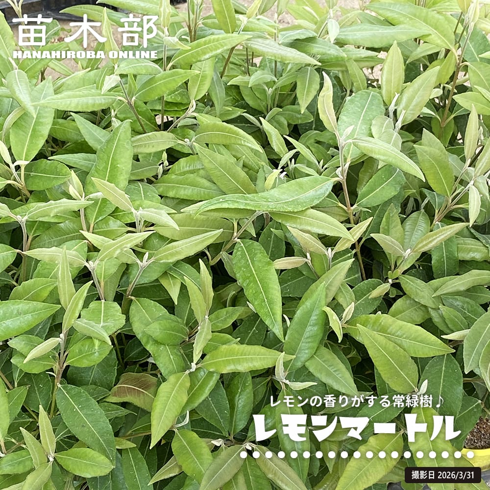 レモンマートル レモンマートル 