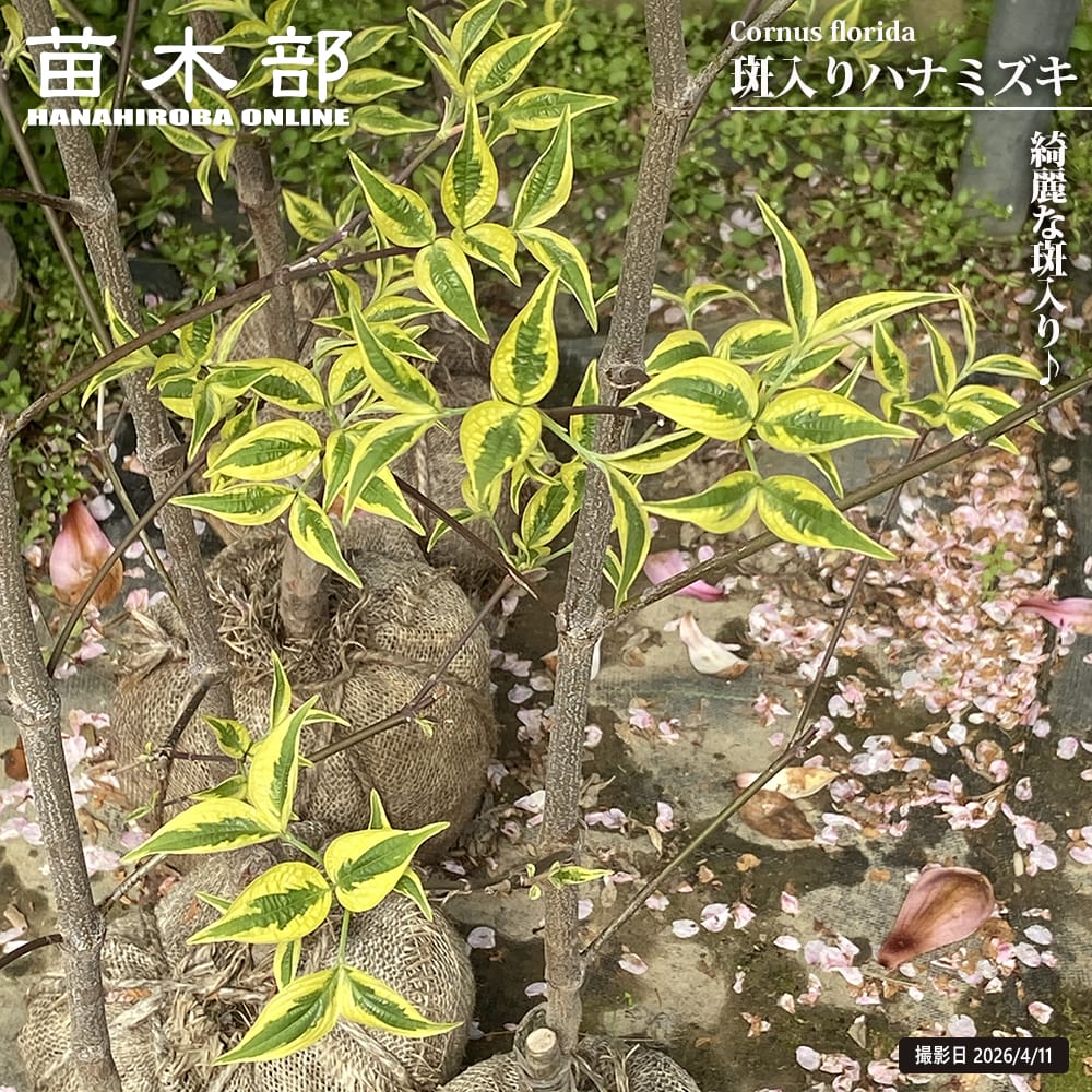 花水木 斑入り 苗 販売 苗木部 By 花ひろばオンライン