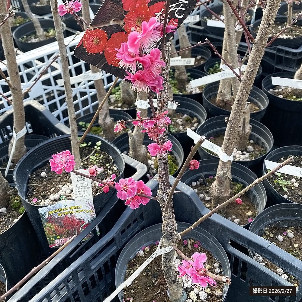 ウメ 鹿児島紅梅 花梅 緋梅系 苗 通販 苗木部 By 花ひろばオンライン