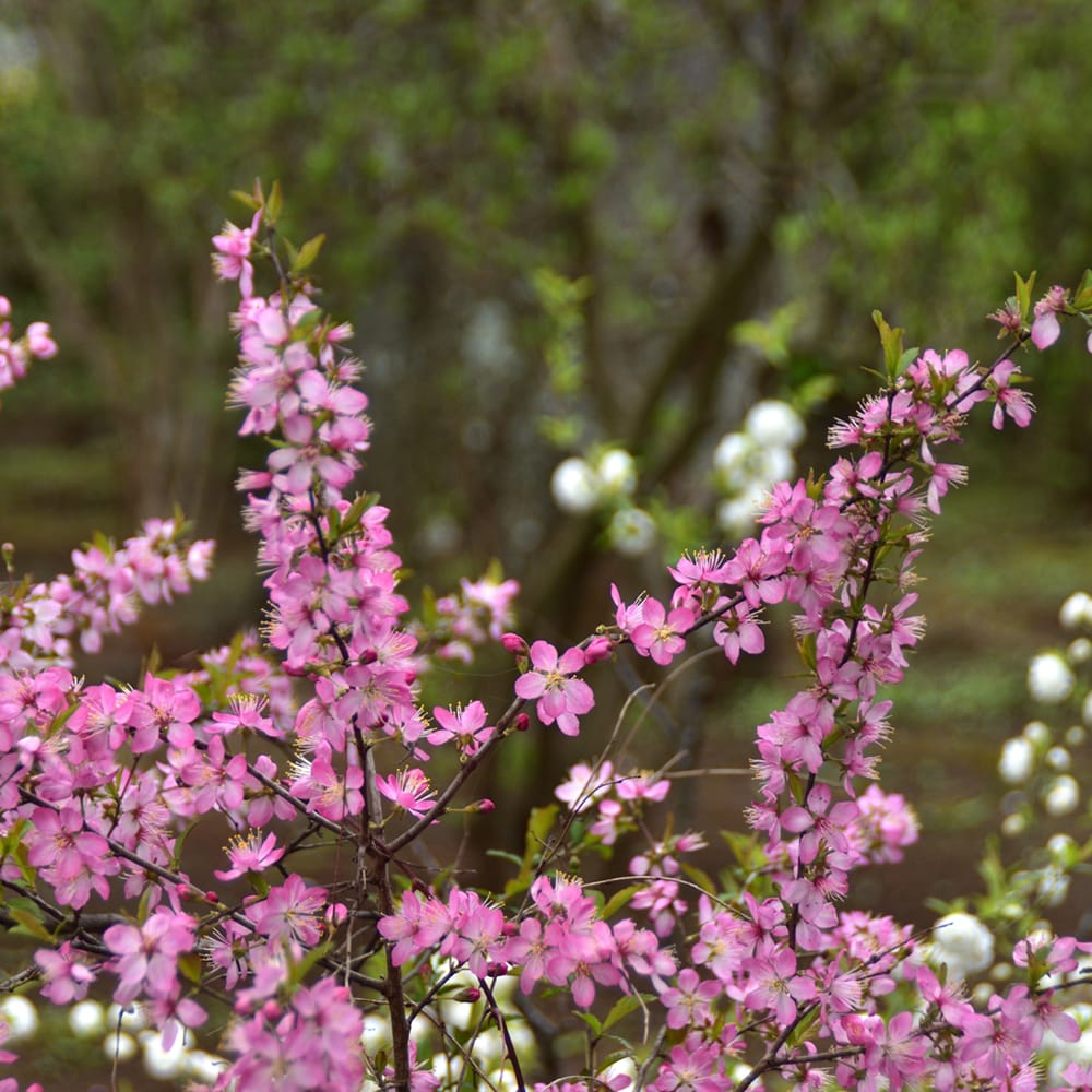 ニワウメ チャイナチェリーの通販 おすすめ 苗木部 By 花ひろばオンライン