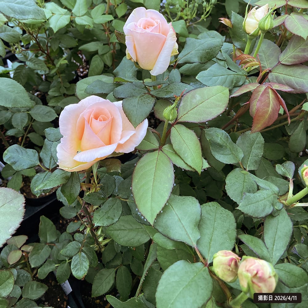 バラ アプリコットネクター 2