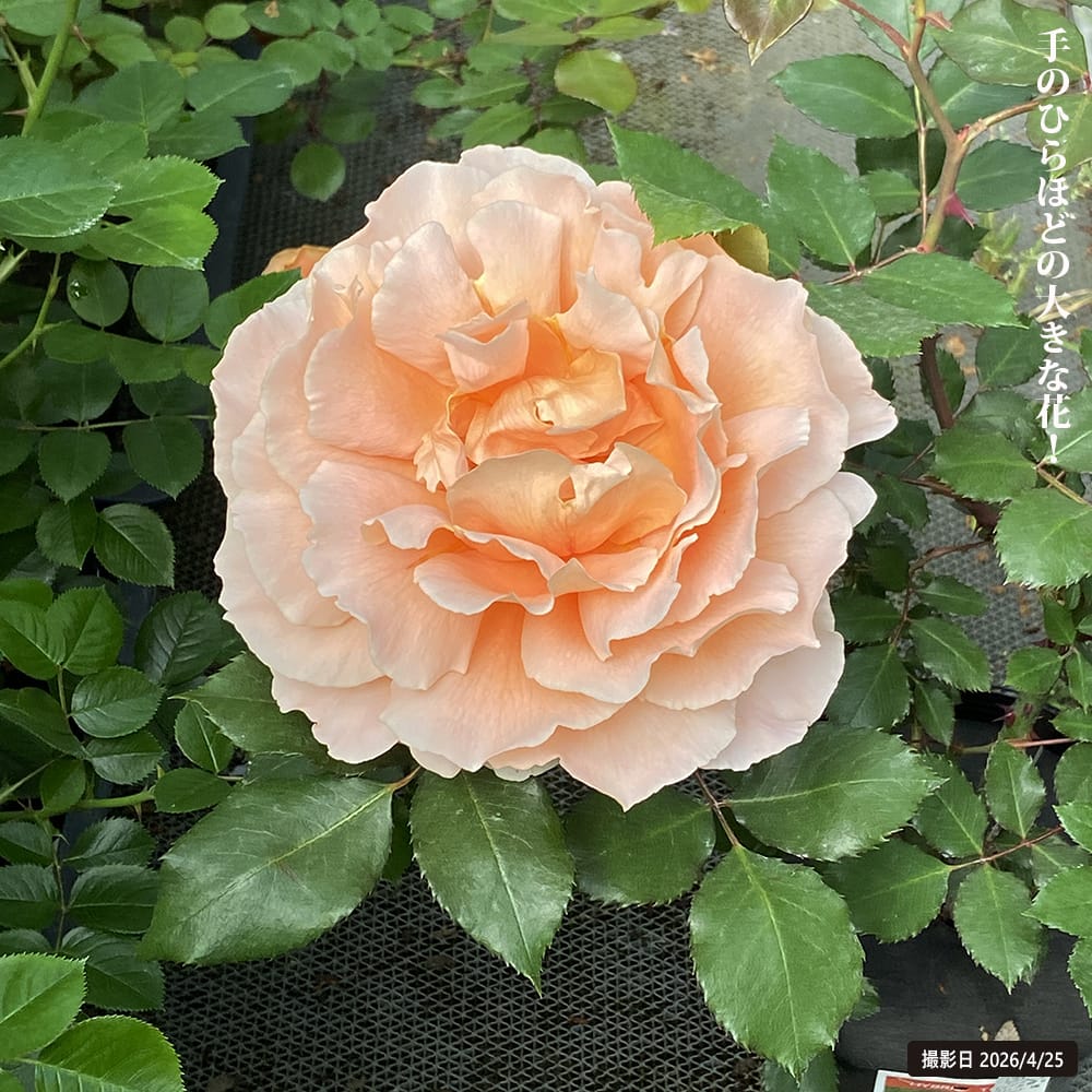 バラ ジャストジョーイ 3