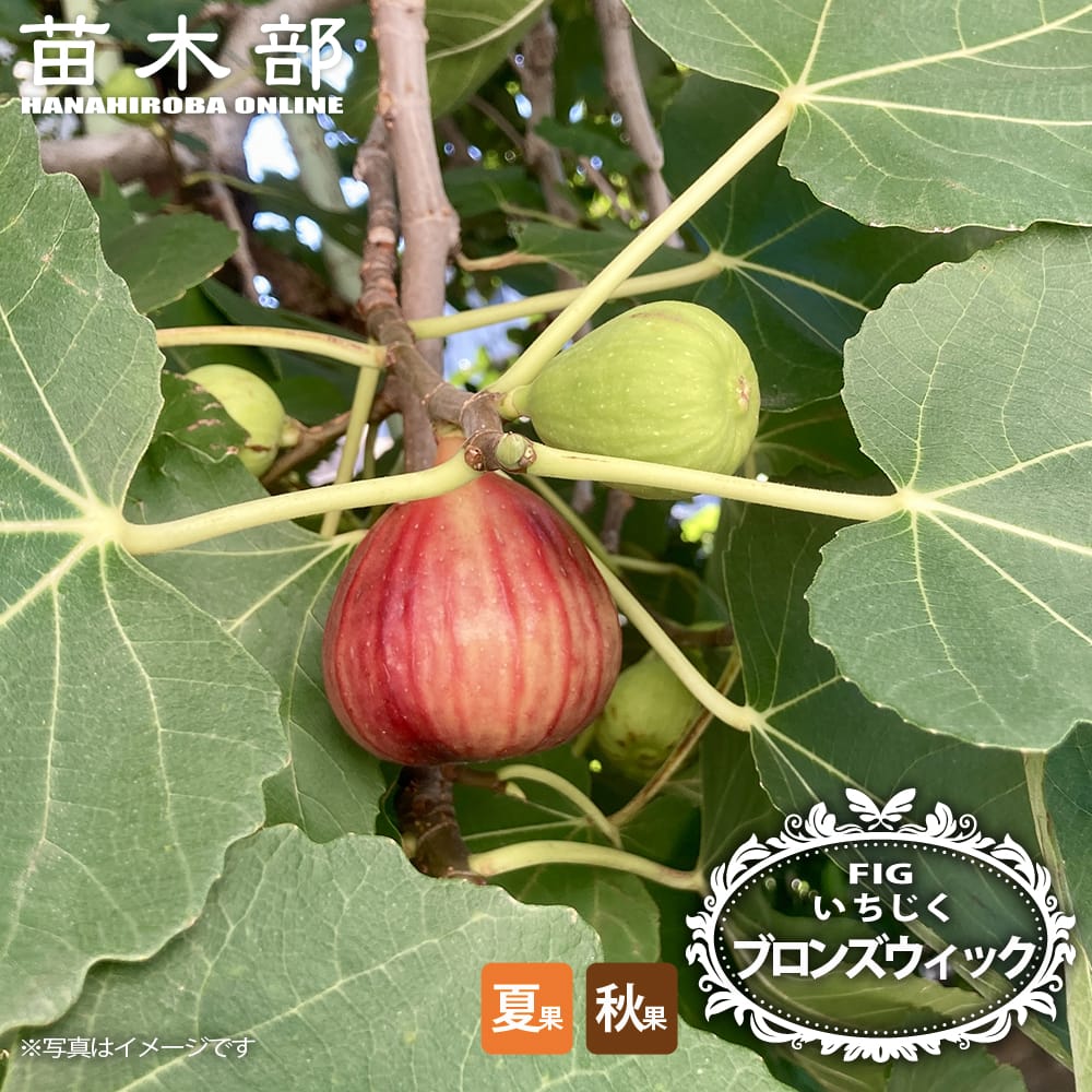 イチジク 夏秋兼用種 ブロンズウィック 苗 販売 苗木部 By 花ひろば