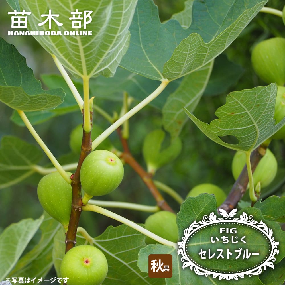 イチジク 秋果専用種 セレストブルー 苗 販売 苗木部 By 花ひろば