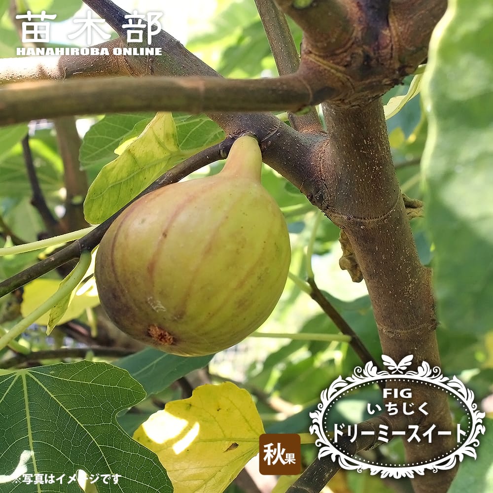 イチジク 秋果専用種 ドリーミースイート 苗 販売 苗木部 By 花ひろば