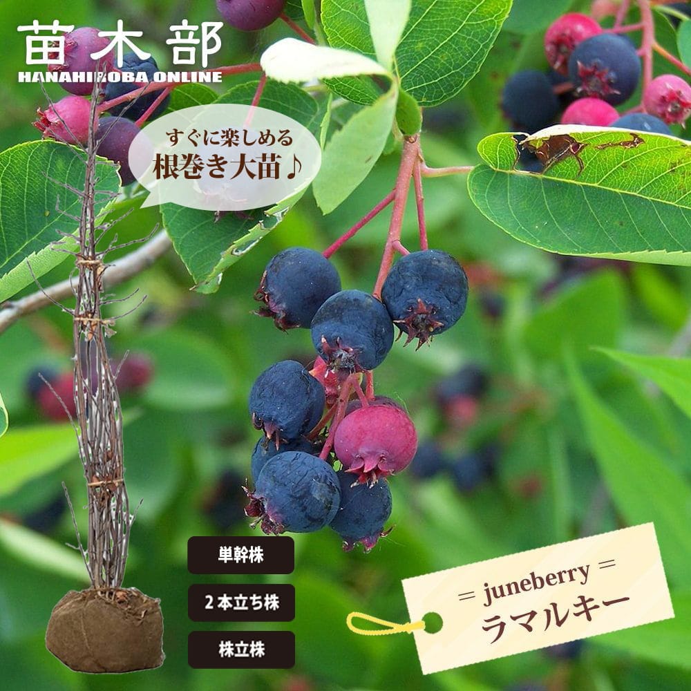 ジューンベリー 実生 苗 おすすめ 苗木部 By 花ひろばオンライン