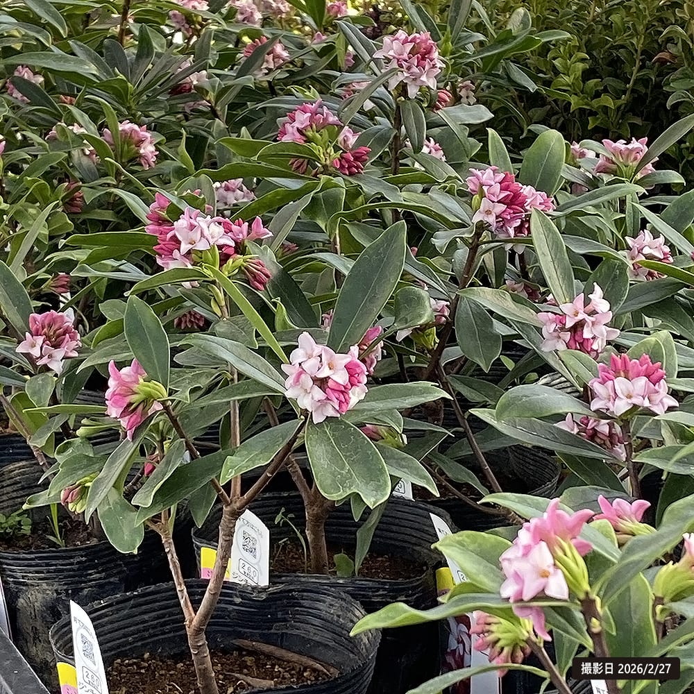 ジンチョウゲ 赤花 苗 通販 苗木部 By 花ひろばオンライン