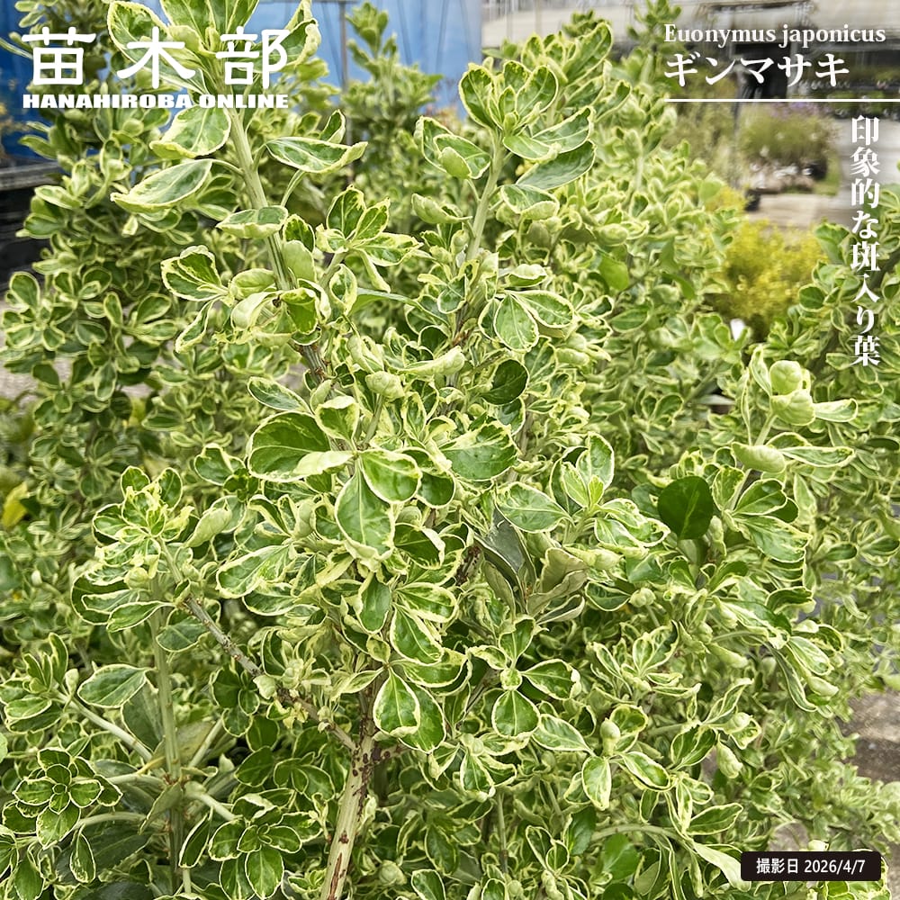 マサキ ギンマサキ 