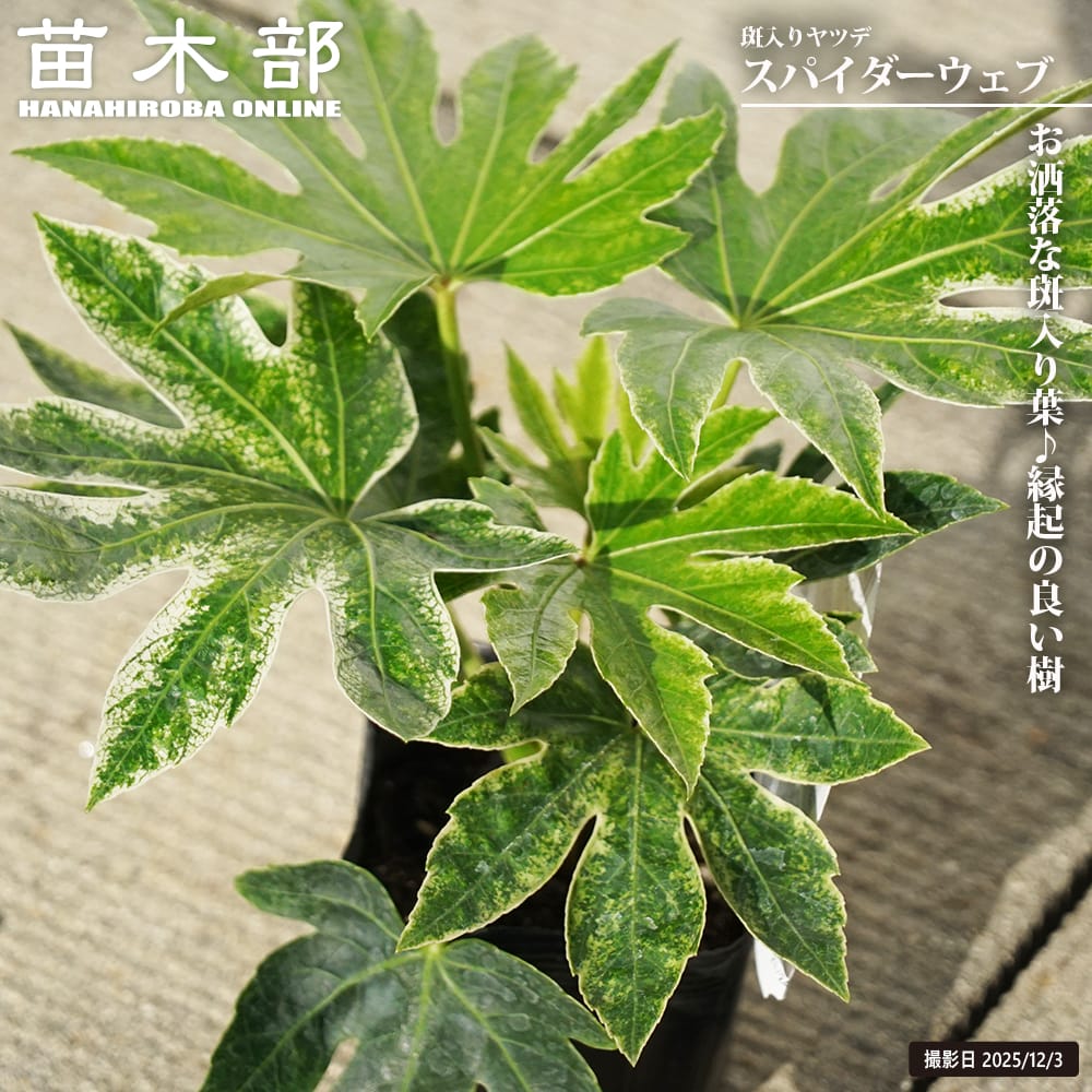 ヤツデ スパイダーウェブ 