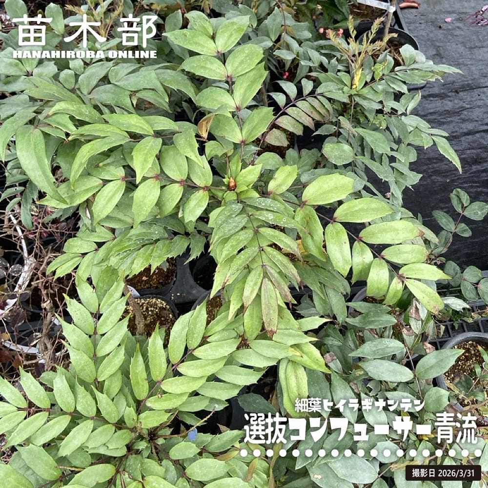 細葉ヒイラギナンテン 青流 