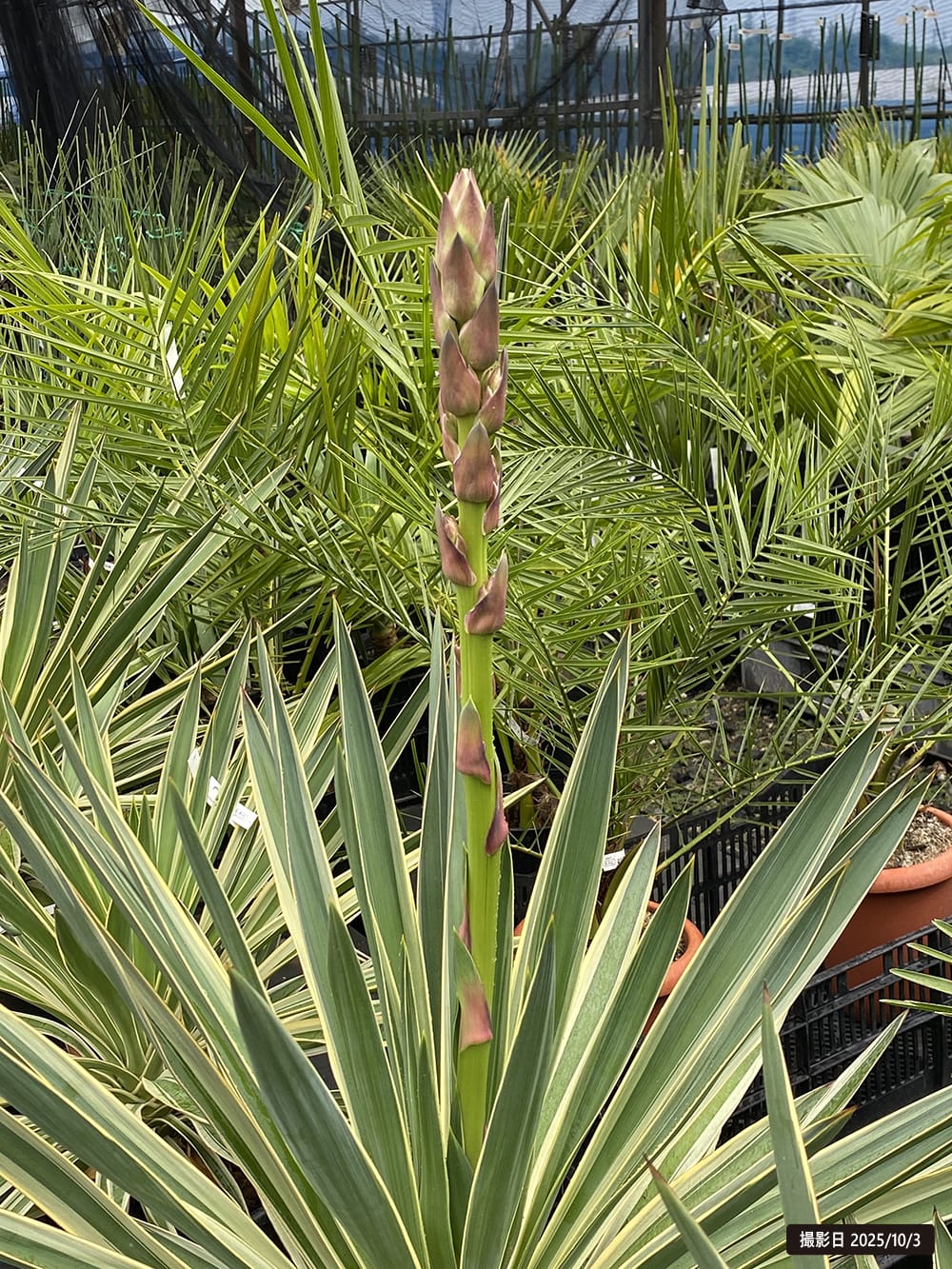 ユッカ グロリオサ バリエガータ 苗 おすすめ 苗木部 By 花ひろば