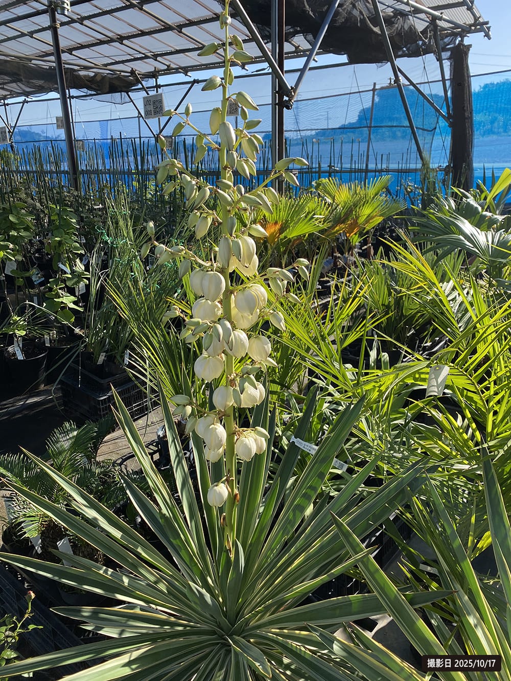 ユッカ グロリオサ バリエガータ 苗 おすすめ 苗木部 By 花ひろば