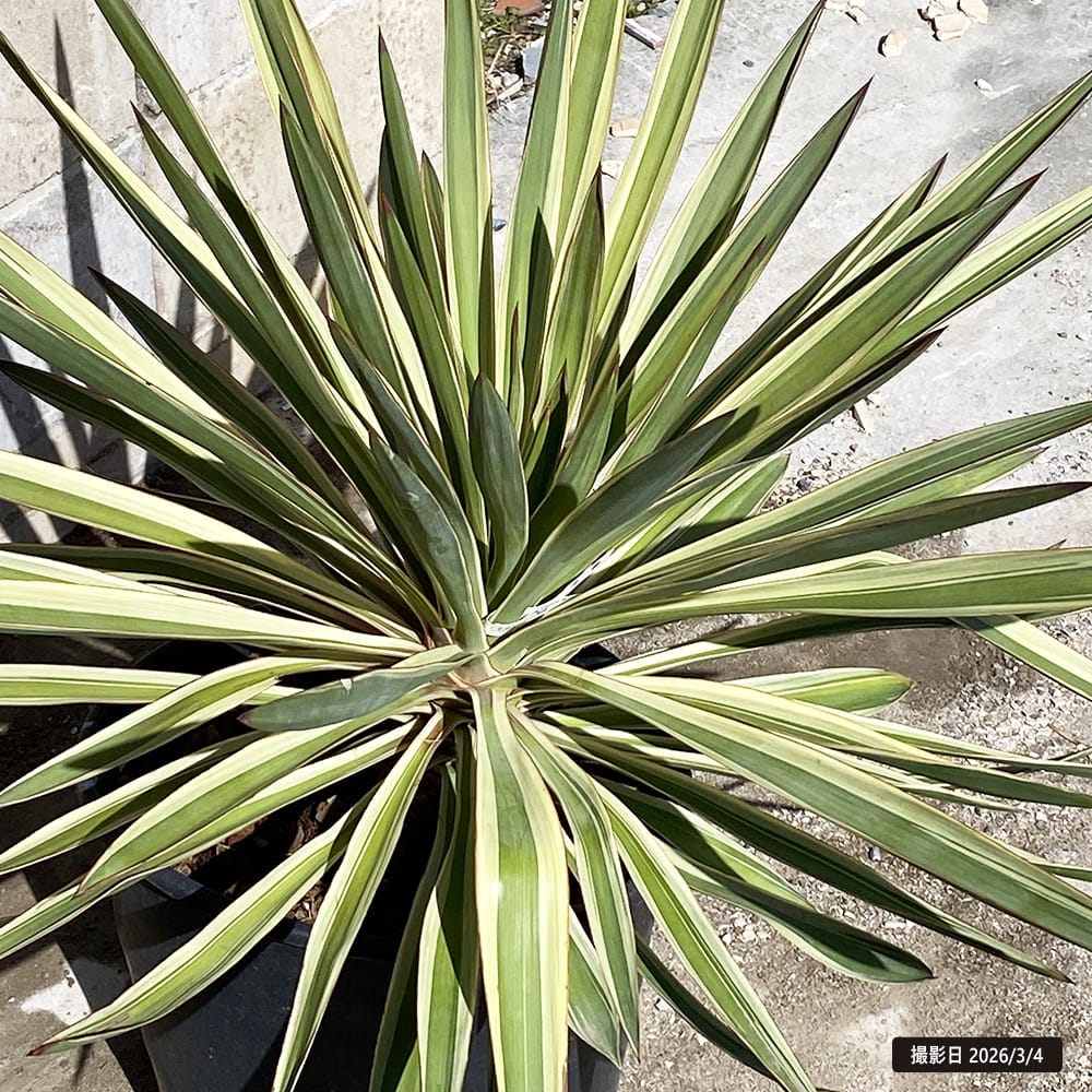 ユッカ グロリオサ バリエガータ 苗 おすすめ 苗木部 By 花ひろば