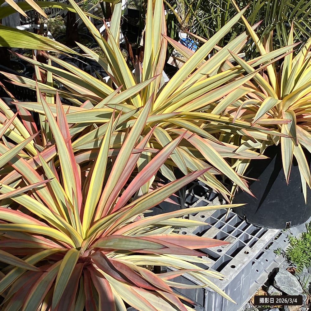 ユッカ グロリオサ ブラストスター 苗 おすすめ 苗木部 By 花ひろば