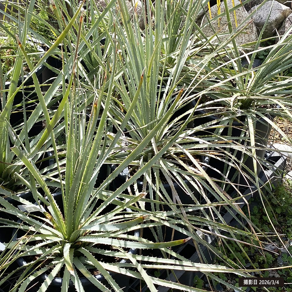 ダシリリオン グラウコフィラム 2