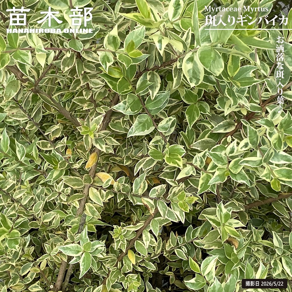 ギンバイカ 斑入り 