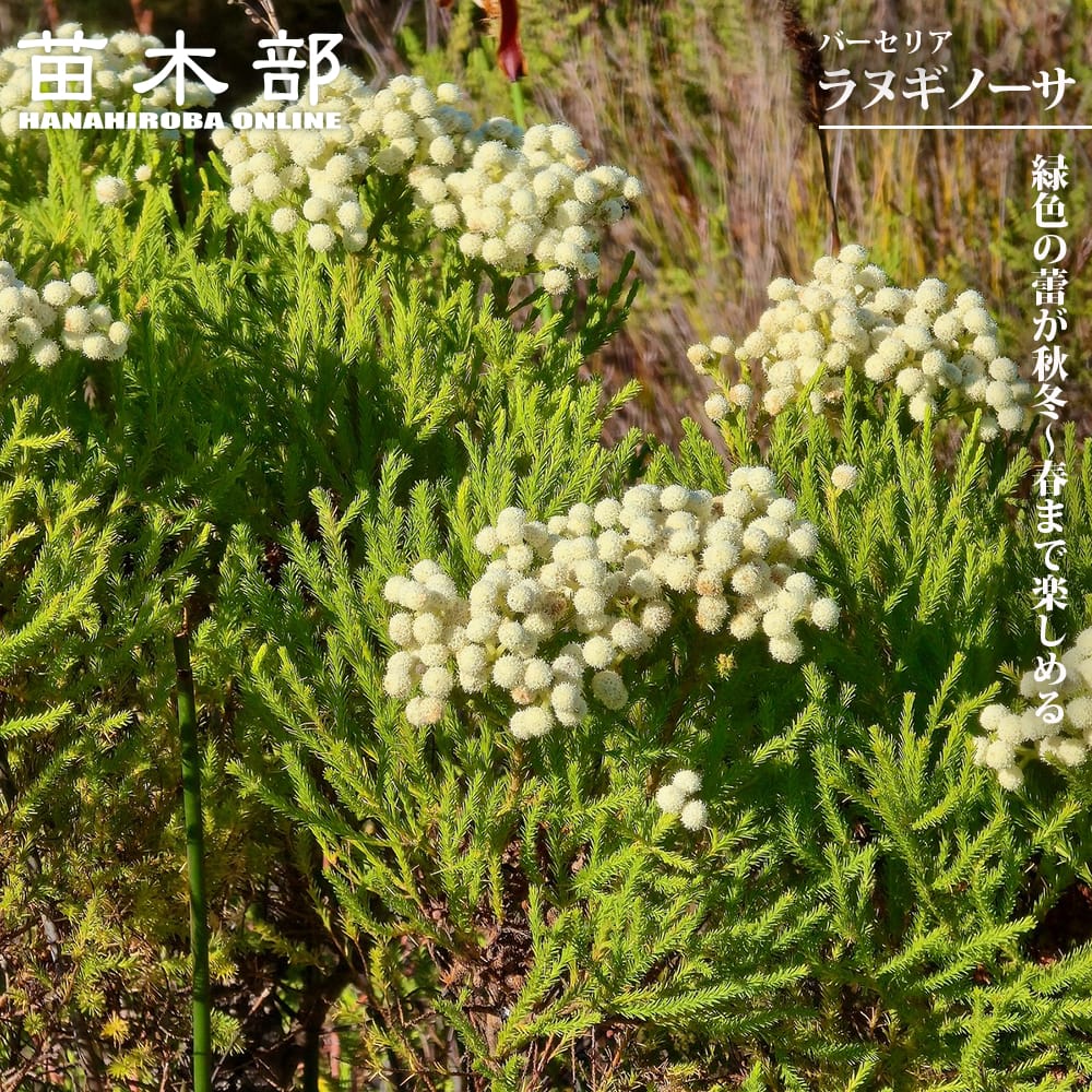 バーセリア ラヌギノーサ 苗 販売 苗木部 By 花ひろばオンライン