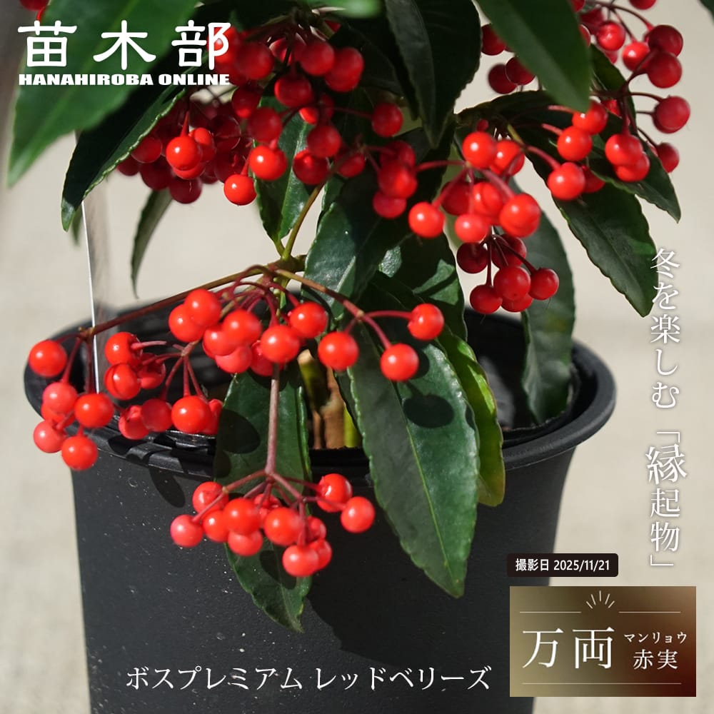 マンリョウ ボスプレミアム レッドベリーズ 