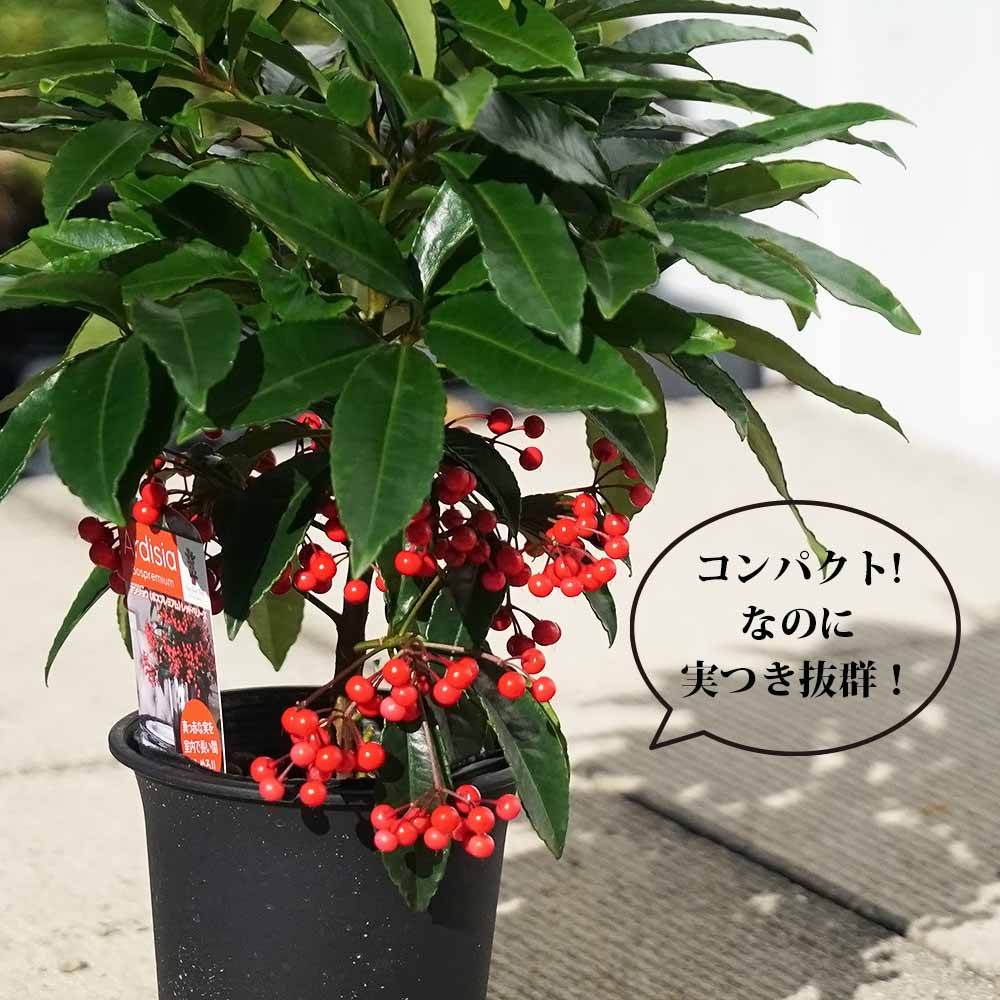 マンリョウ ボスプレミアム レッドベリーズ 1