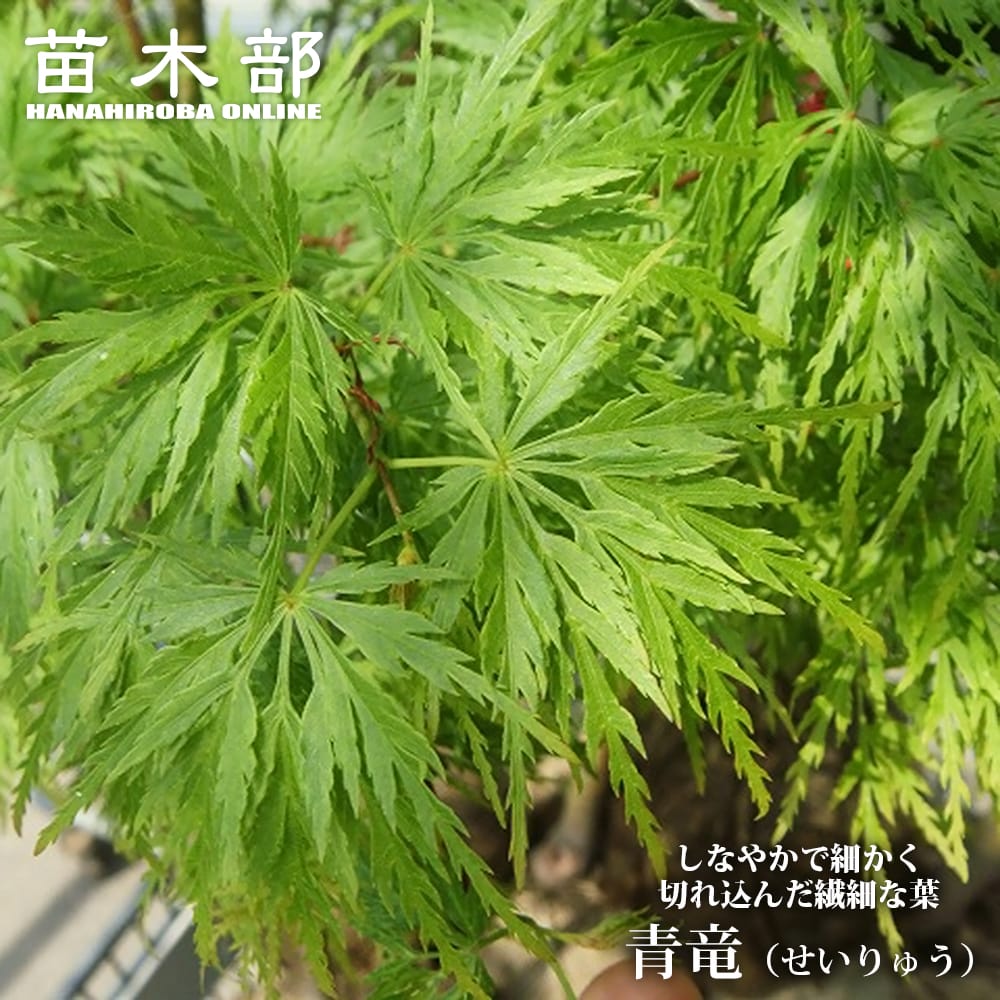 カエデ・もみじ 青竜 