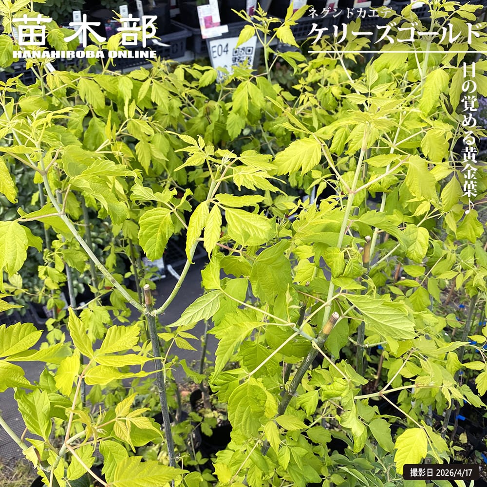 ネグンドカエデ ケリーズゴールド 