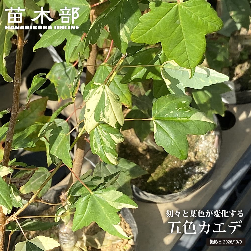 カエデ・もみじ 五色カエデ 